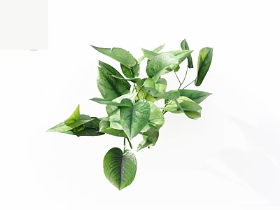 Pothos Plant With Green Heart Shaped Leaves Lush Vibrant And Healthy For Indoor Home Decoration 3d model