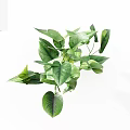 Pothos Plant With Green Heart Shaped Leaves Lush Vibrant And Healthy For Indoor Home Decoration
