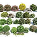 Various Types of Colorful Bushes with Different Shapes for Garden Landscaping