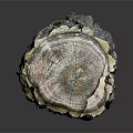 Natural Wooden Tree Stump Decorative Piece Featuring Bark Texture And Visible Growth Rings For Home Decor