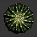 Green Round Cactus Plant With White Spines On Dark Background And Reflection
