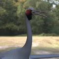 Gray Crane with Red Head Spread Wings Standing on Natural Grassland Habitat