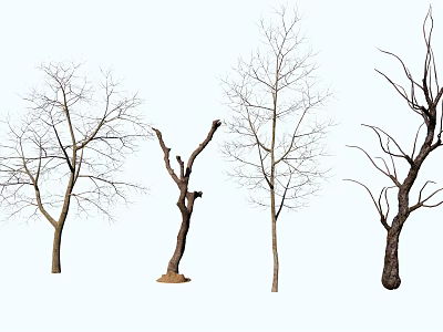 Four Bare Arbor Trees With Various Trunk And Branch Shapes On White Background 3d model