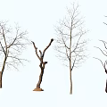 Four Bare Arbor Trees With Various Trunk And Branch Shapes On White Background