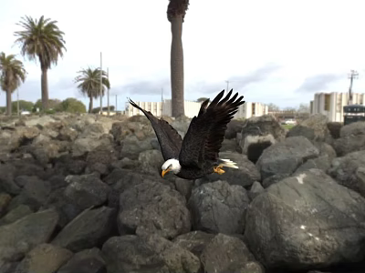 Animated Eagle 3d model