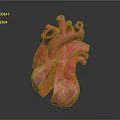 Human Heart Anatomical Model With Detailed Vascular Structures And Pink Texture