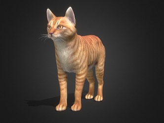 Domestic Cat 3d model