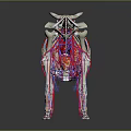 3D Bovine Anatomical Model for Veterinary Medical Device Displaying Skeletal and Vascular Systems