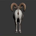 Bighorn Sheep With Large Curved Horns Standing On Reflective Dark Surface