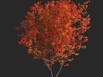 Vibrant Arbor With Orange Red Autumn Leaves Against Black Background 3d model