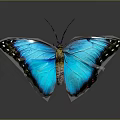 Vibrant Blue Butterfly With Black Edged Wings And Colorful Spots On Gray Background