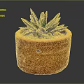 Succulent Plant With Green Leaves And White Stripes In Orange Terracotta Pot With Small Pebbles