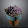 Rosette Shaped Succulent Plant With Pinkish Purple Leaves In Blue And Orange Pot