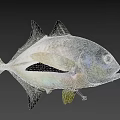 Silver Colored Marine Fish Featuring Yellow Tail And Fins In High Definition Close Up