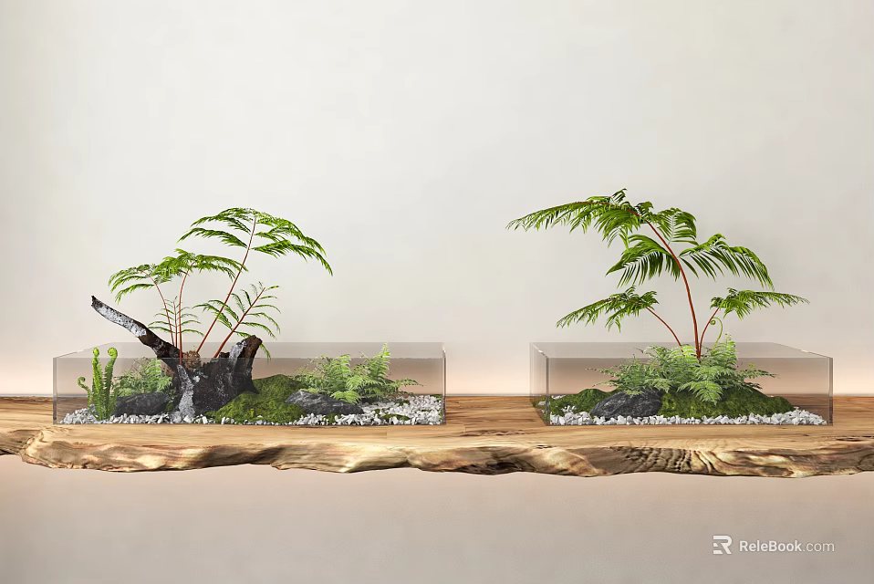 Two Bonsai Planters In Transparent Containers With Wooden Base Green Plants Moss And Small Stones 3d model 