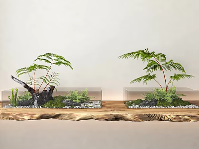 Two Bonsai Planters In Transparent Containers With Wooden Base Green Plants Moss And Small Stones 3d model