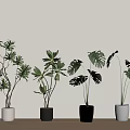 Indoor Potted Plants With Various Leaf Shapes And Colored Pots On Wooden Table