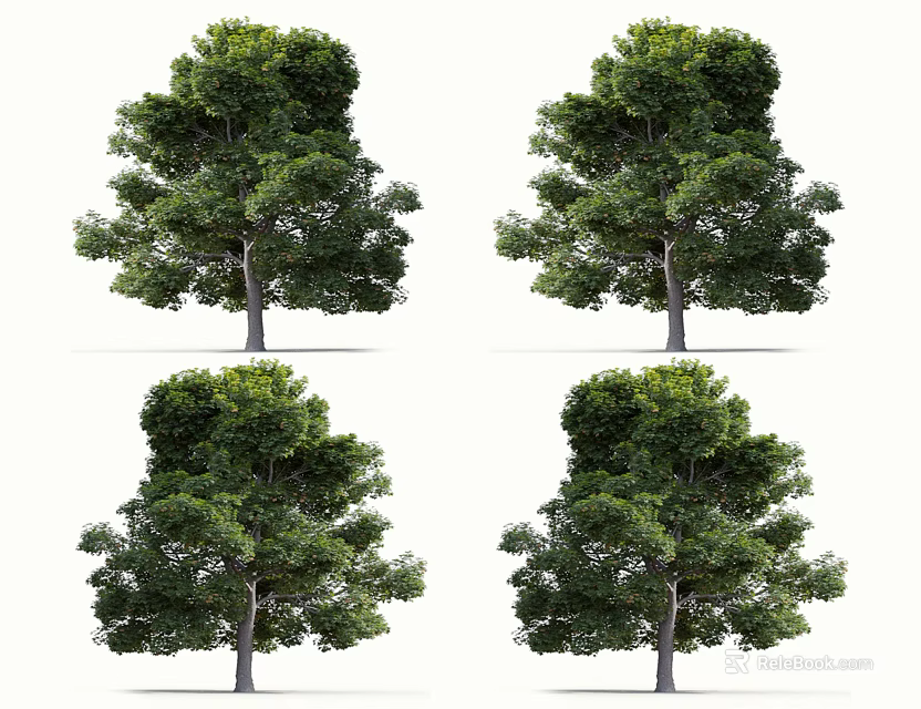 Arbor Trees With Lush Green Foliage And Straight Trunks On White Background 3d model 