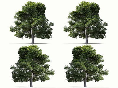 Arbor Trees With Lush Green Foliage And Straight Trunks On White Background 3d model