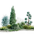 Diverse Trees with Conical and Round Canopies Surrounded by Shrubs Herbs on Gravel Ground