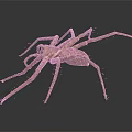 Large Brown Spider With Long Slender Legs On Dark Surface Detailed Body Structure And Texture