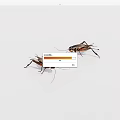 Two Reptiles On White Background Displaying Natural Body Features And Posture