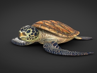 sea turtle sea animals 3d model