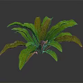Vibrant Tropical Foliage Plant with Green and Brown Broad Shiny Leaves and Lush Growth