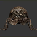 Realistic Detailed 3D Rendered Beetle With Brown Exoskeleton Compound Eyes And Legs