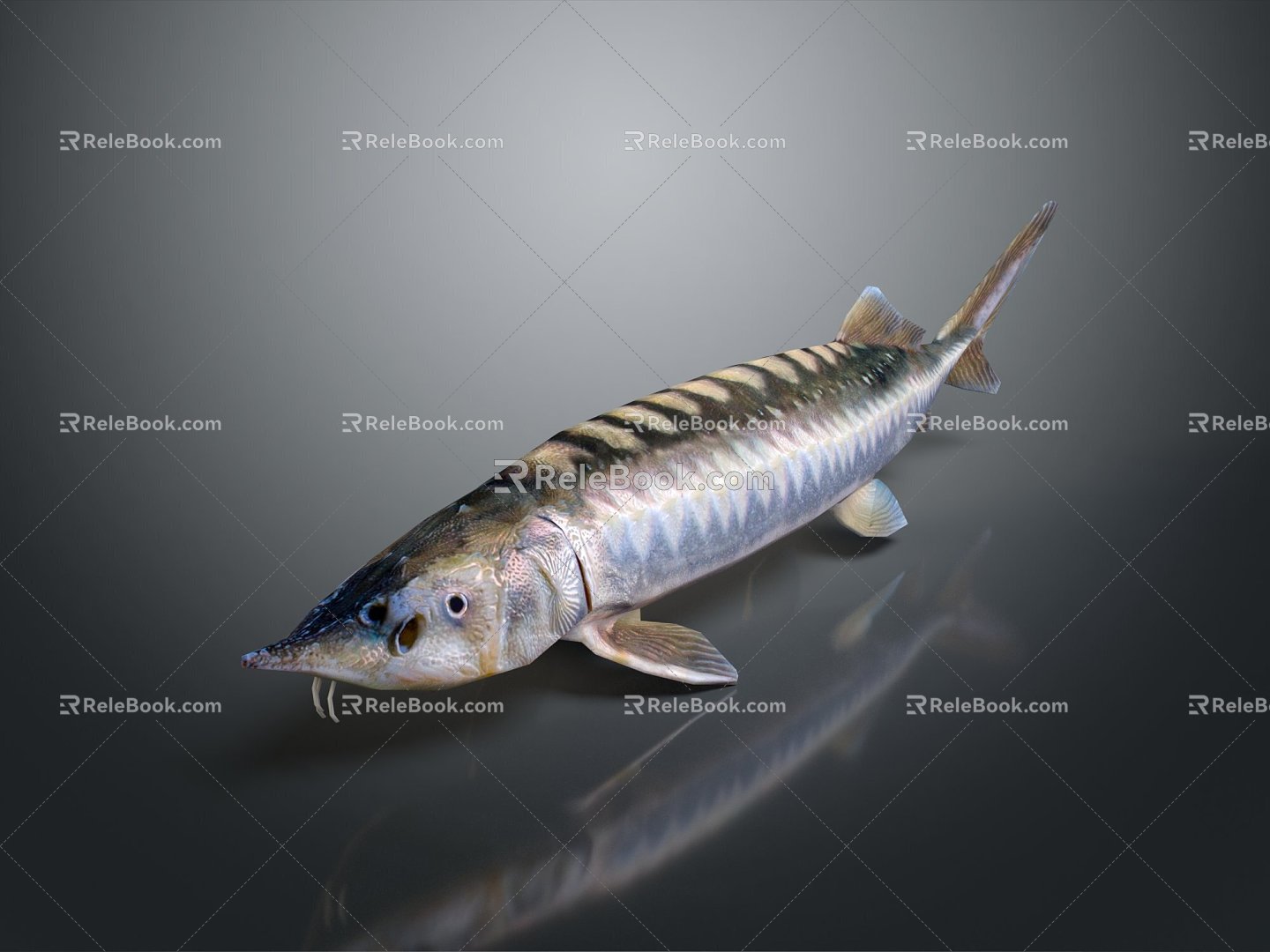 Modern Fish Beluga European Sturgeon Beluga 3d model