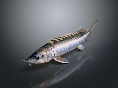 Silver Striped Sturgeon Fish With Long Snout And Scaly Body On Dark Background Showing Reflection 3d model