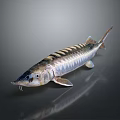 Silver Striped Sturgeon Fish With Long Snout And Scaly Body On Dark Background Showing Reflection