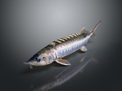 Modern Fish Beluga European Sturgeon Beluga 3d model