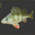 Colorful Striped Fish with Green Yellow Stripes Red Fins on Dark Background with Reflection