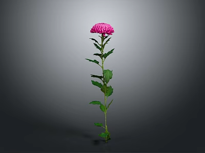 Beautiful Pink Chrysanthemum Plant with Green Stem and Fresh Leaves on Gray Background 3d model