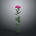 Beautiful Pink Chrysanthemum Plant with Green Stem and Fresh Leaves on Gray Background