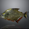 Golden Red Fish With Shiny Scales And Colorful Fins Against Gray Background With Reflection