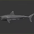 Lifelike Shark Model With Open Mouth Sharp Teeth And Streamlined Body