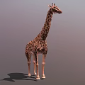 Cartoon Giraffe Three Shading Two Giraffe Toy Cartoon Animal African Animal Low Face Number Low Model Simple Model Video Level Super Realistic 3d model