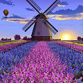 Windmill In Lavender Field With Hot Air Balloons And Sunset Sky