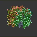 Potted Shrub Plant With Yellow Flowers And Green Leaves In Round Shape