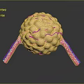 modern eukaryotic cell cross section cell structure cell tissue 3d model