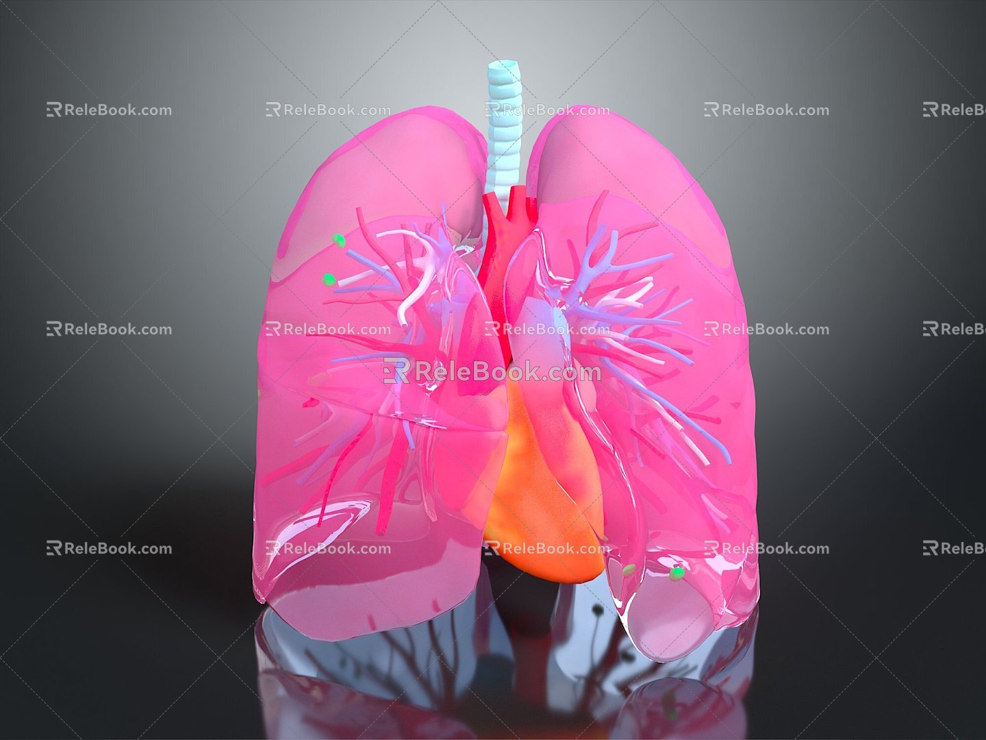 Respiratory organs Human respiratory organs Human respiratory system Respiratory system model Lung model 3d model