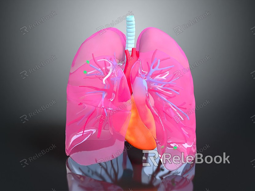 Respiratory organs Human respiratory organs Human respiratory system Respiratory system model Lung model model