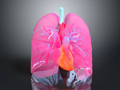 Detailed 3D Human Lung Anatomical Model Medical Device For Respiratory System Education And Training 3d model