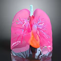 Detailed 3D Human Lung Anatomical Model Medical Device For Respiratory System Education And Training