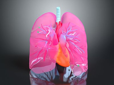 Respiratory organs Human respiratory organs Human respiratory system Respiratory system model Lung model 3d model