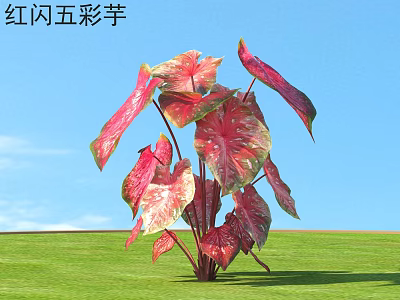 Red Flash Caladium Plant With Vibrant Red And Pink Heart Shaped Leaves 3d model