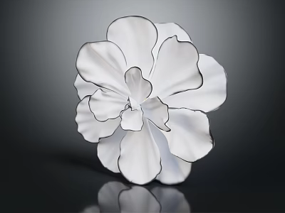 White Flower with Black Edged Petals on Dark Background Showing Reflection 3d model