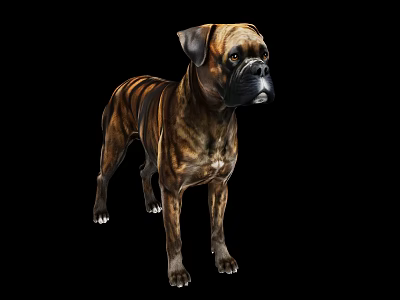 Brindle Boxer Dog Standing And Looking Side On Black Background 3d model